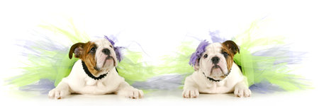 tutu babies - two english bulldog puppies wearing tutu's on white backgroundの写真素材