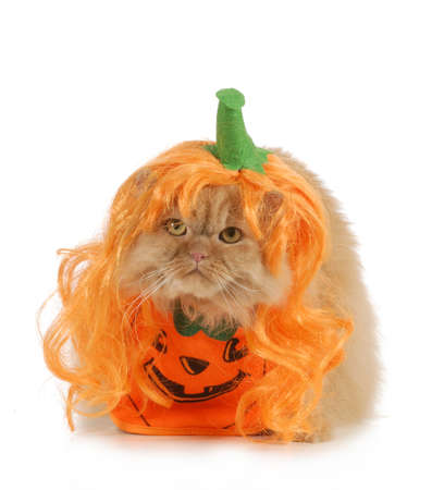 halloween cat dressed up like a pumpkin isolated on white backgroundの写真素材