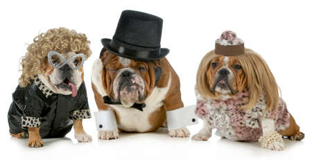 males dog with two females all dressed in formal clothing isolated on white backgroundの写真素材