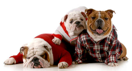dog family - english dog father mother and daughter wearing clothing isolated on white backgroundの写真素材
