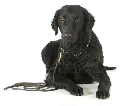 curly coated retriever on a leather leash and choke collar isolated on white backgroundの写真素材