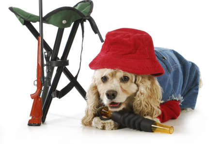 hunting dog - american cocker spaniel dressed up like a hunting dog isolated on white background