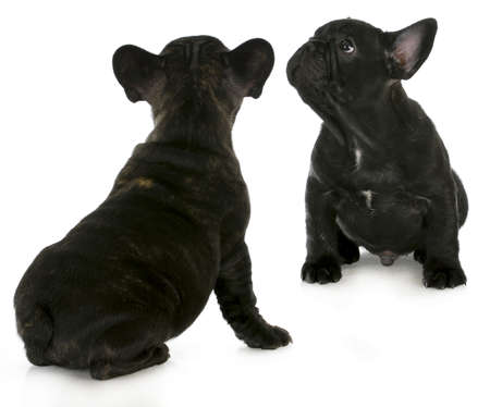 two french dog puppies looking up isolated on white backgroundの写真素材