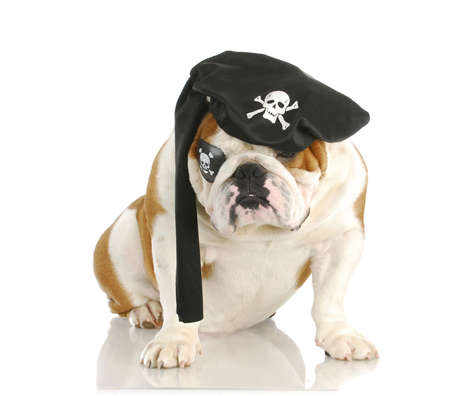 pirate - english dog wearing pirate costume isolated on white backgroundの写真素材