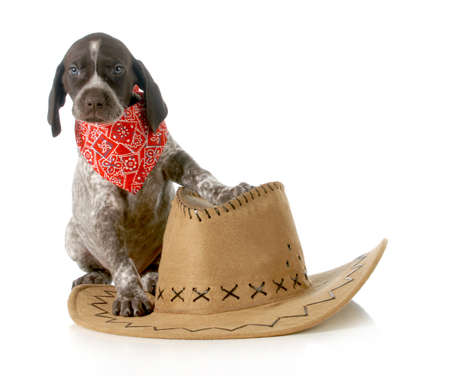 country dog - german shorthaired pointer sitting beside western hat isolated on white background - 5 weeks oldの写真素材