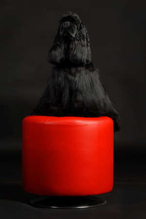 cocker spaniel sitting on a red stool on a black backgroundの写真素材
