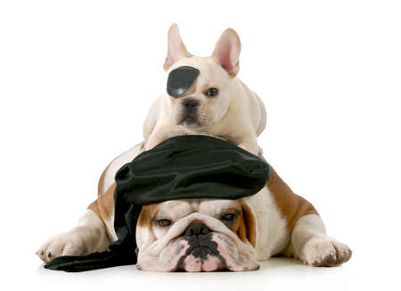 pirate dogs - english and french bulldogs dressed up like pirates on white background