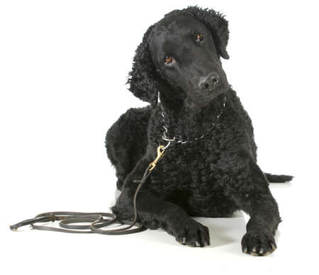 curly coated retriever on a leather leash and choke collar isolated on white backgroundの写真素材