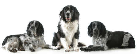 three dogs - three spaniels together isolated on white background