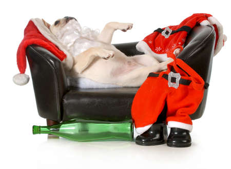 drunk santa - french dog santa laying on couch with wine bottle at feet isolated on white backgroundの写真素材