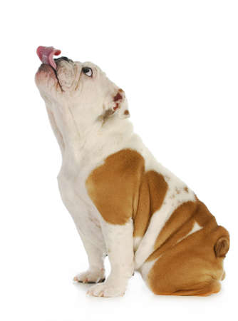 dog licking - english dog with tongue stuck out licking with silly expression isolated on white background の写真素材