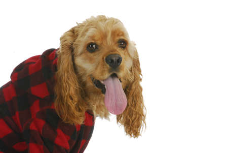 cocker spaniel wearing dog coat looking at viewer isolated on white backgroundの写真素材