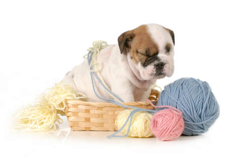 cute puppy sitting in basket of knittng isolated on white background - english bulldog puppy の写真素材