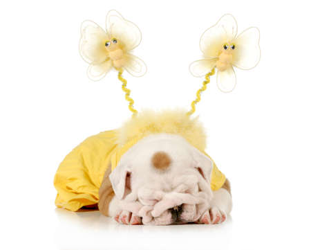 cute puppy - female english bulldog puppy wearing yellow laying down isolated on white background - 8 weeks oldの写真素材