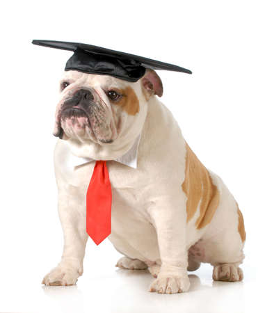 pet graduation - english bulldog wearing graduation cap and red tie sitting on white background - one year old pet graduation - english bulldog wearing graduation cap and red tie sitting on white background - one year old