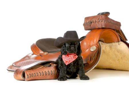 country dog - cocker spaniel puppy wearing western hat sitting beside saddle isolated on white...