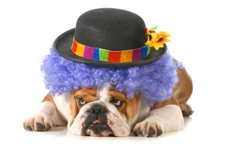 funny dog - english bulldog dressed up like a clown isolated on white backgroundの写真素材