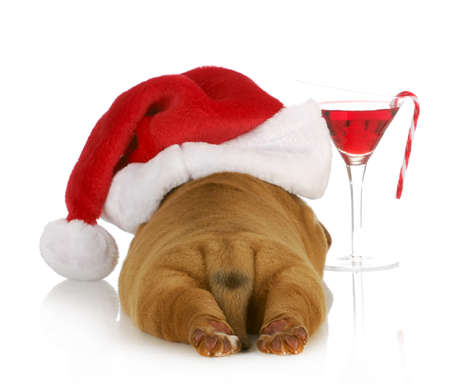 christmas puppy - dogue de bordeaux puppy wearing santa hat laying beside christmas cocktail isolated on white backgroundの写真素材