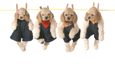 litter of puppies - four american cocker spaniel puppies hanging on a clothesline - 7 weeks oldの写真素材