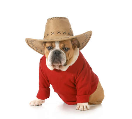 country dog - english bulldog wearing red shirt and western hat isolated on white background - 6 months oldの写真素材