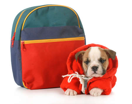 puppy classes - english bulldog puppy dressed up for school isolated on white background - 7 weeks oldの写真素材