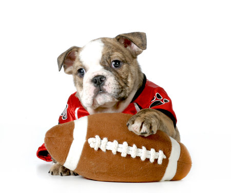 sports houndの写真素材