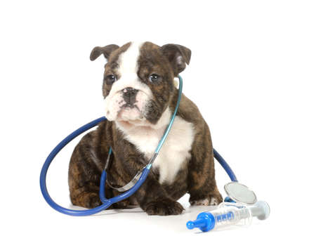 veterinary care - english bulldog puppy with stethoscope and needle isolated on white background - 8 weeks oldの写真素材