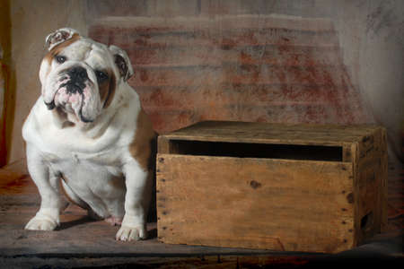 english bulldog sitting looking at viewer - 4 year old maleの写真素材