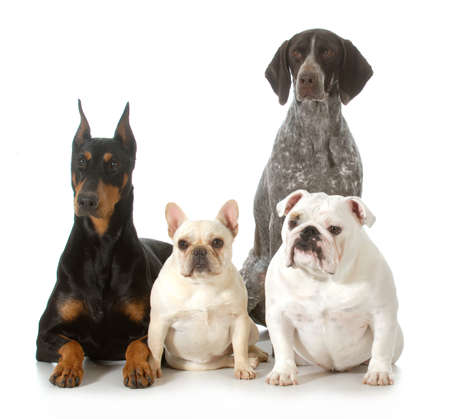 four different purebred dogs looking at viewer isolated on white background - doberman pinscher,...