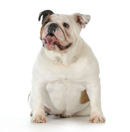 english bulldog sitting - one year oldの写真素材