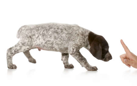 bad puppy - german shorthaired pointer being scolded isolated on white backgroundの写真素材
