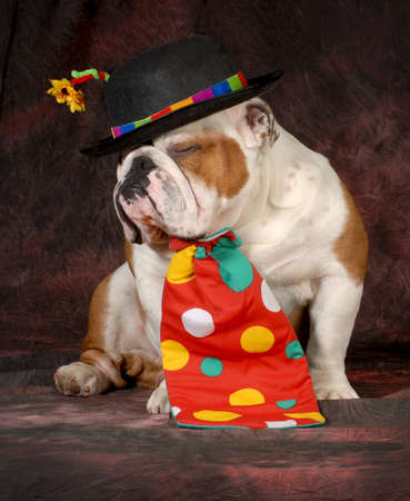 dog clown - english bulldog wearing clown hat and tie on purple backgroundの写真素材