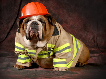 firehouse dog - english bulldog wearing firefighter costume の写真素材
