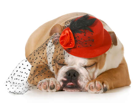 female puppy - english bulldog puppy wearing a red hat and veil isolated on white backgroundの写真素材