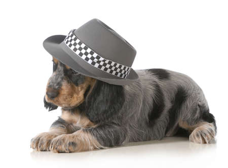 cute puppy - english cocker spaniel puppy wearing hat isolated on white background - 7 weeks oldの写真素材
