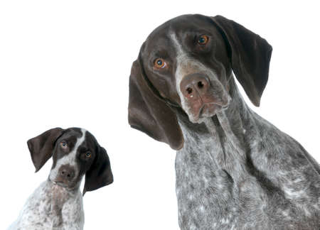adult and puppy german shorthaired pointer isolated on white backgroundの写真素材
