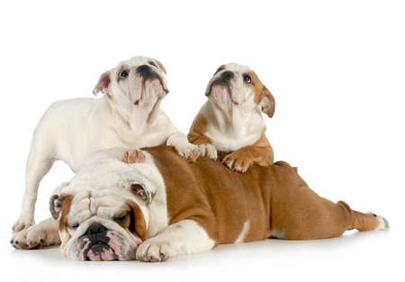 bulldog father laying down with puppies crawlingの写真素材