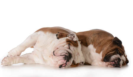 two dogs spooning - english bulldog male and female laying down hugging each other isolated on white backgroundの写真素材