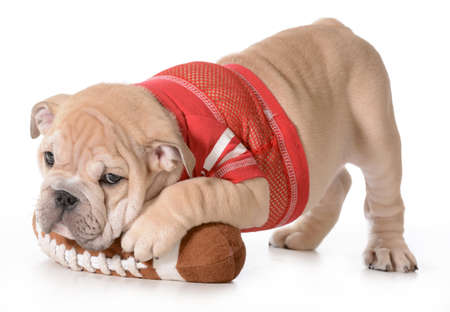 sports hound - english bulldog puppy laying on stuffed football isolated on whiteの写真素材