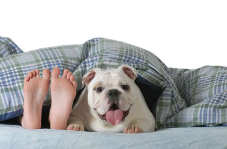 dog in bed - child's feed laying under the covers with happy english bulldog beside her isolated on white backgroundの写真素材