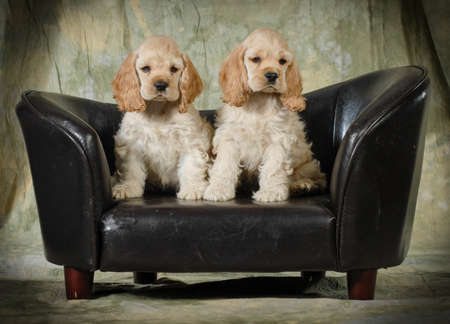 cute puppies - american cocker spaniel puppies sitting on a leather couch on green background - 8 weeks oldの写真素材