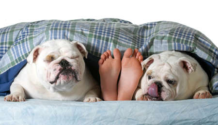 two english bulldogs in bed with their owner