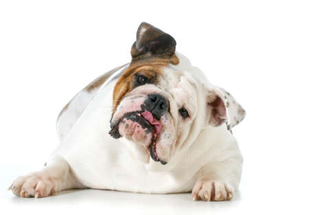cute dog - english bulldog with silly expression looking at viewer isolated on white backgroundの写真素材