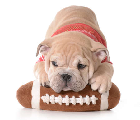 sports hound - english bulldog puppy laying on stuffed football isolated on white background - 9 weeks oldの写真素材
