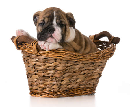 cute english bulldog puppy in basket isolated on white の写真素材