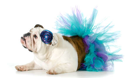 female bulldog wearing a tutu isolated on white の写真素材