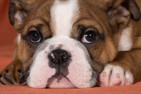 english bulldog puppy laying down close up - 10 weeks oldの写真素材