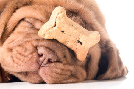 dog with a bone - dogue de bordeaux puppy with a dog buscuit on her noseの写真素材