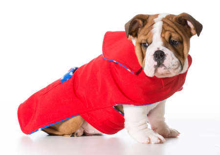dog wearing coat - english bulldog wearing red coat isolated on white の写真素材