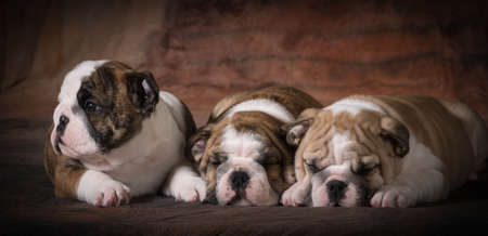 litter of english bulldog puppies - 8 weeks oldの写真素材